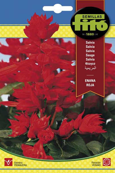 Salvia enana roja